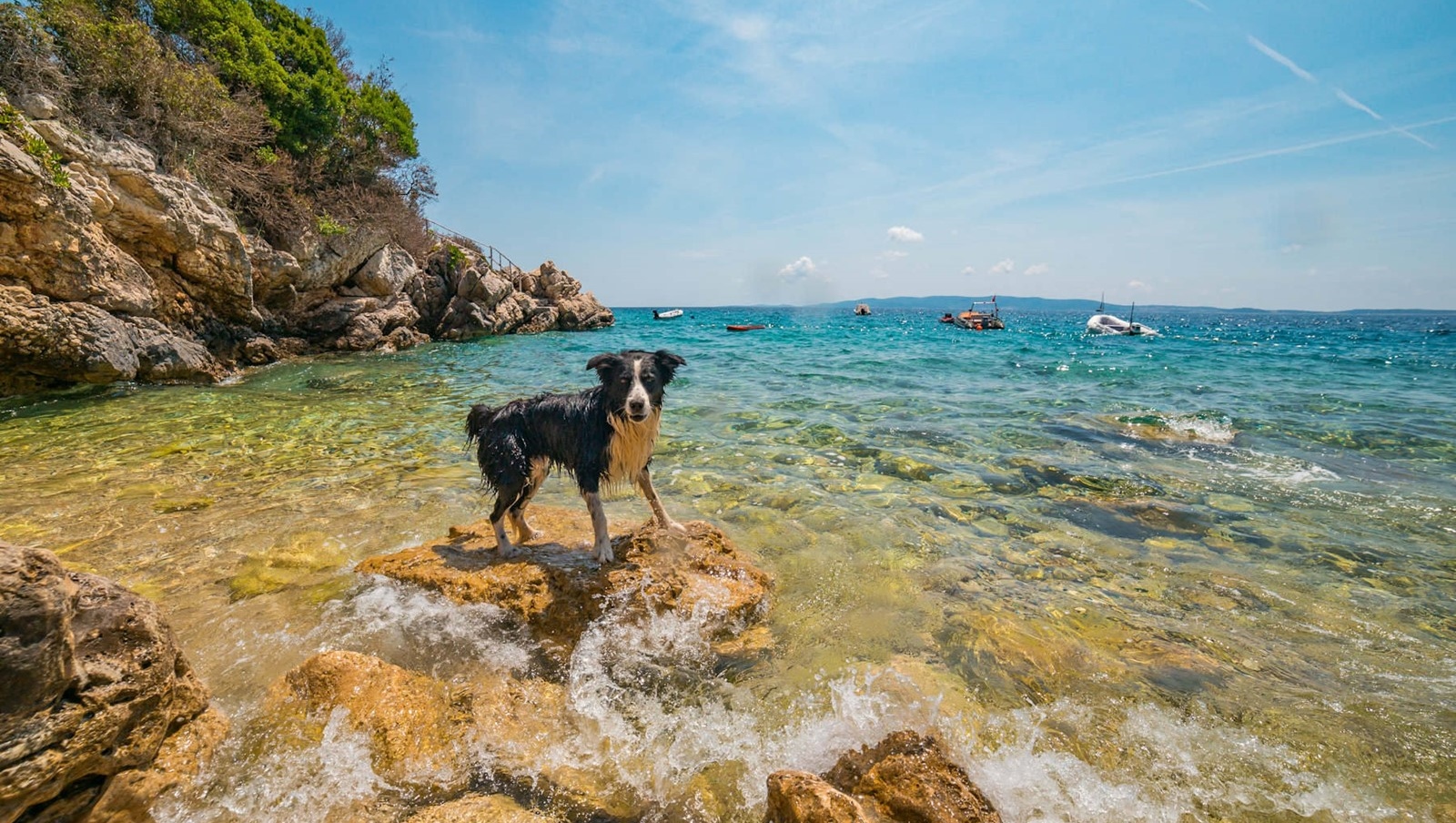 Campingurlaub mit Hund in Losinj Campingplatz Cikat